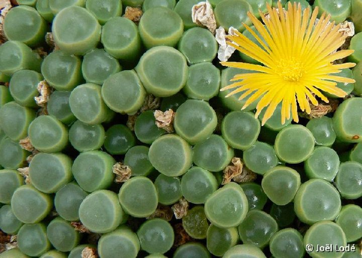 Fenestraria rhopalophylla ssp. aurantiaca ©JLcoll.1675